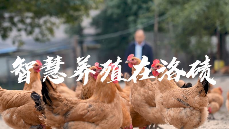 北京生物试剂报价单模板：解读关键要素与选购要点**